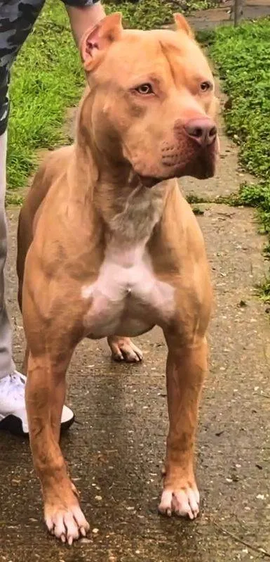 Cachorro ra a Pit-Bull idade 5 anos nome ANA PAULA PEREIRA DA SILVA