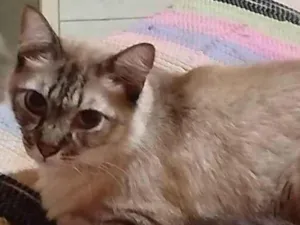 Gato raça SRD-ViraLata idade 7 a 11 meses nome Gatos Urgente