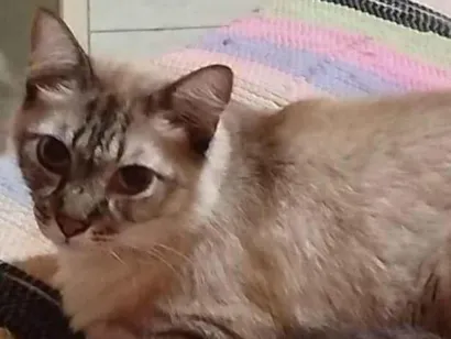Gato raça SRD-ViraLata idade 7 a 11 meses nome Gatos Urgente