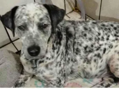 Cachorro raça SRD-ViraLata idade 6 ou mais anos nome Adoção Urgente