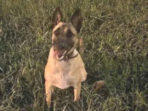 Cachorro raça Pastor Alemão idade 7 a 11 meses nome Adoção Urgente