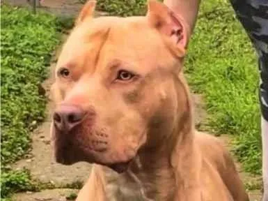 Cachorro ra a Pit-Bull idade 5 anos nome ANA PAULA PEREIRA DA SILVA