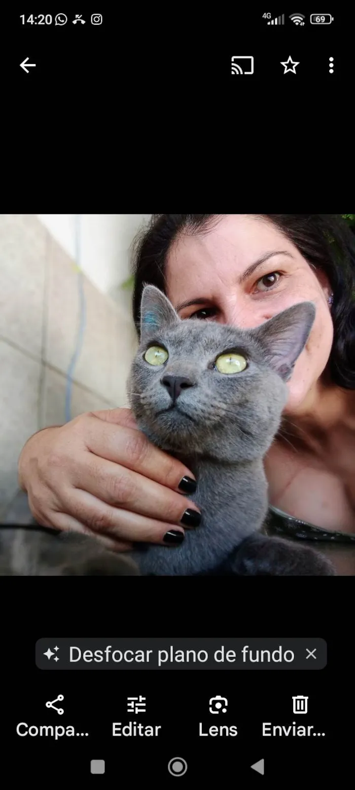 Gato ra a SRD-ViraLata idade 4 anos nome Prim Prim 