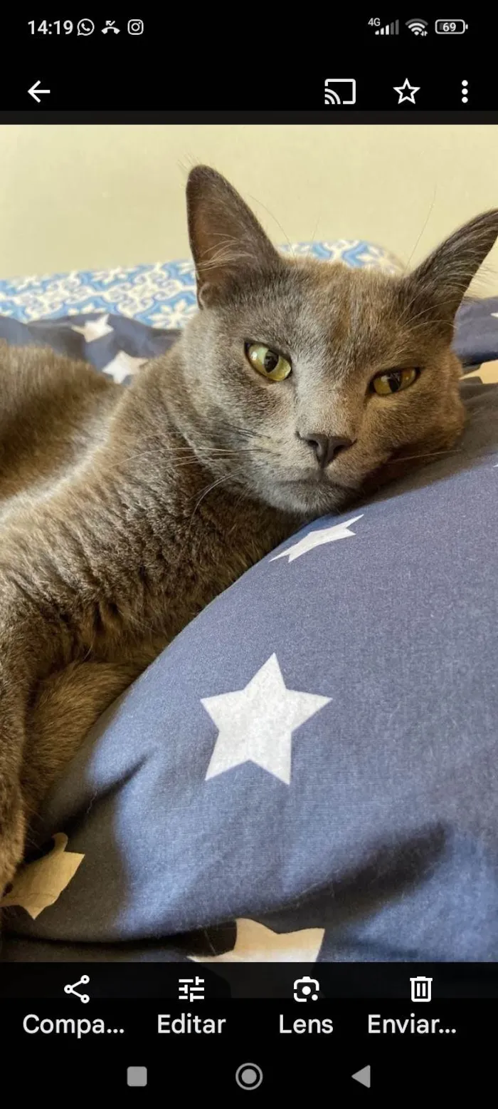 Gato ra a SRD-ViraLata idade 4 anos nome Prim Prim 