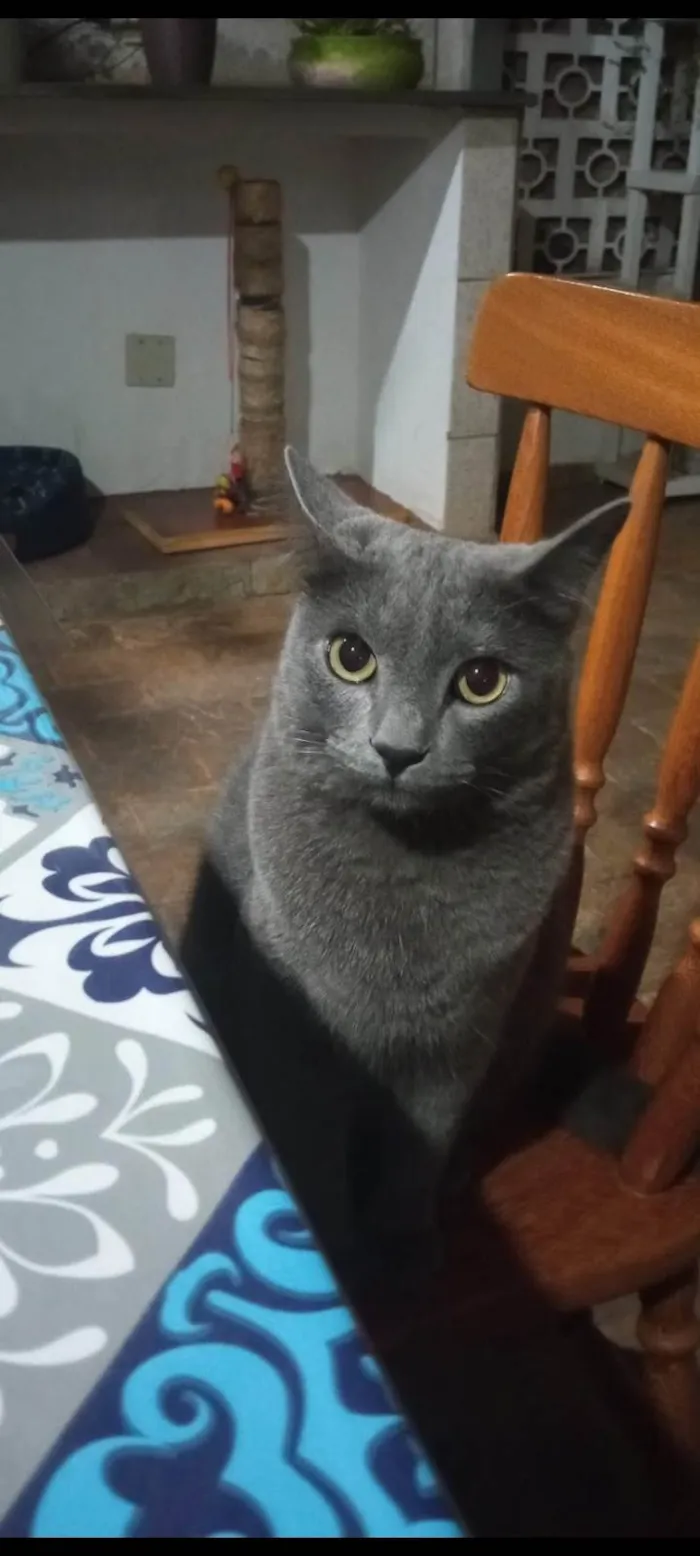 Gato ra a SRD-ViraLata idade 4 anos nome Prim Prim 
