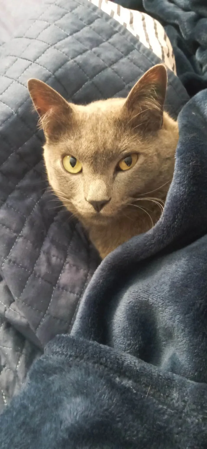 Gato ra a SRD-ViraLata idade 4 anos nome Prim Prim 