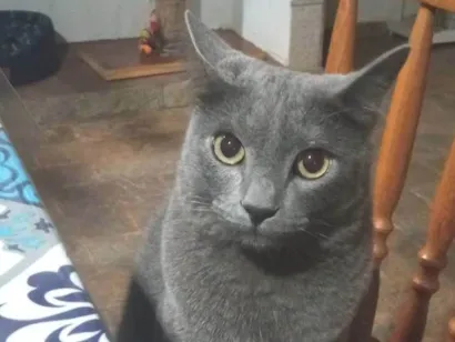 Gato raça SRD-ViraLata idade 4 anos nome Prim Prim 