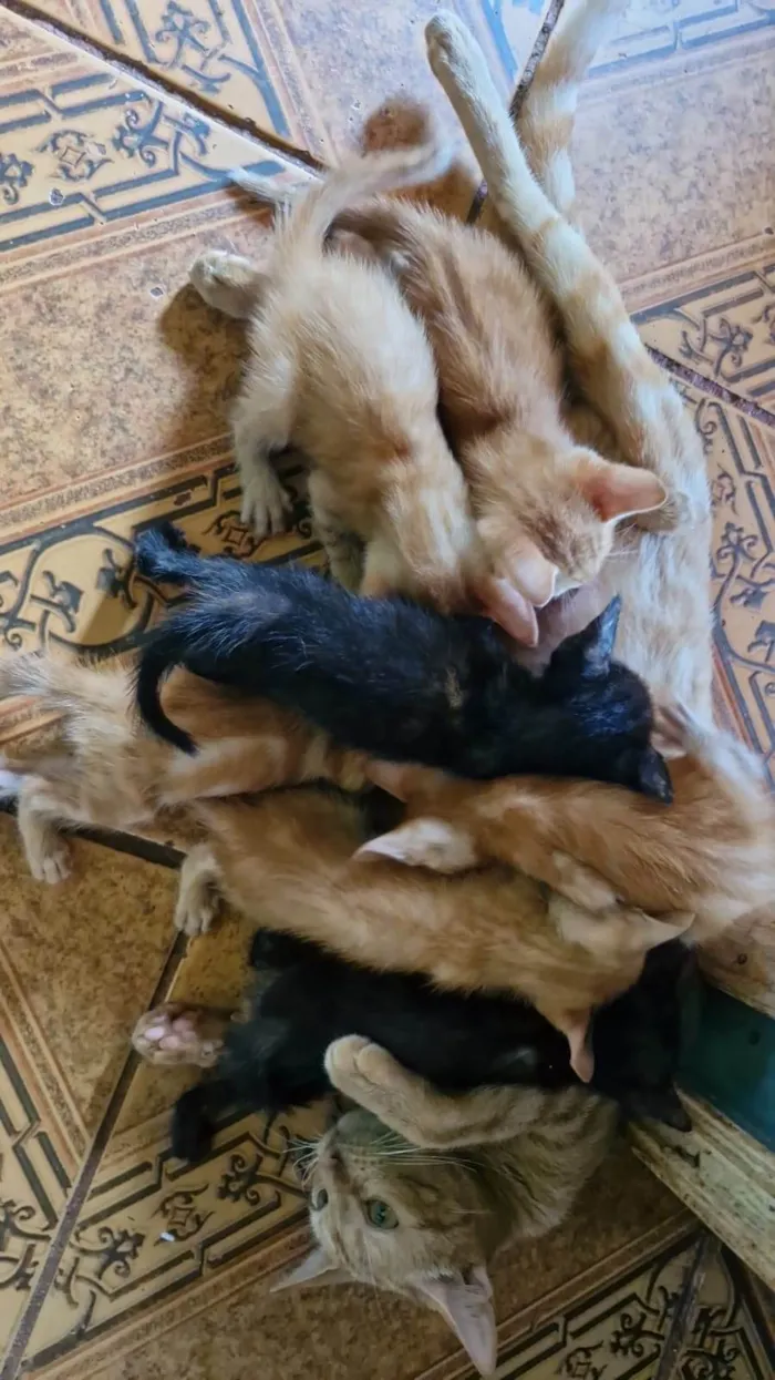 Gato ra a SRD-ViraLata idade 2 a 6 meses nome Sem nome 