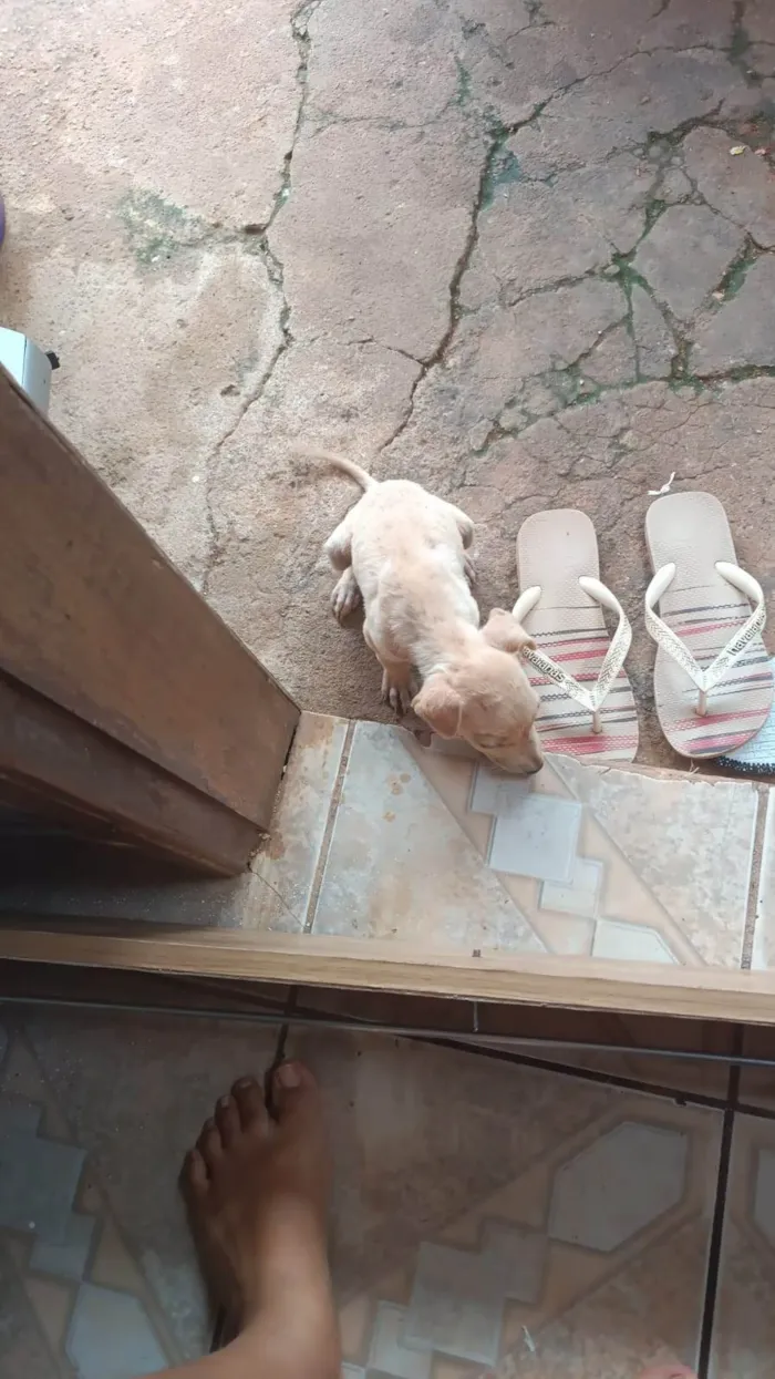 Cachorro ra a SRD-ViraLata idade 2 a 6 meses nome Lupita