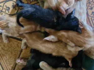 Gato raça SRD-ViraLata idade 2 a 6 meses nome Sem nome 