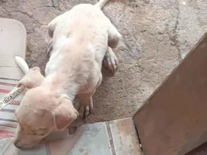 Cachorro raça SRD-ViraLata idade 2 a 6 meses nome Lupita