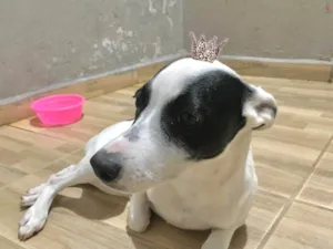 Cachorro raça SRD-ViraLata idade 7 a 11 meses nome Alaska bb9meses lindo 