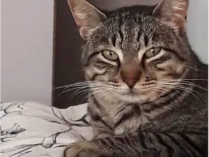 Gato raça SRD-ViraLata idade 2 anos nome Giorgio 