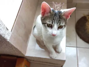 Gato raça SRD-ViraLata idade 2 a 6 meses nome Paçoca bb4meses lindo 