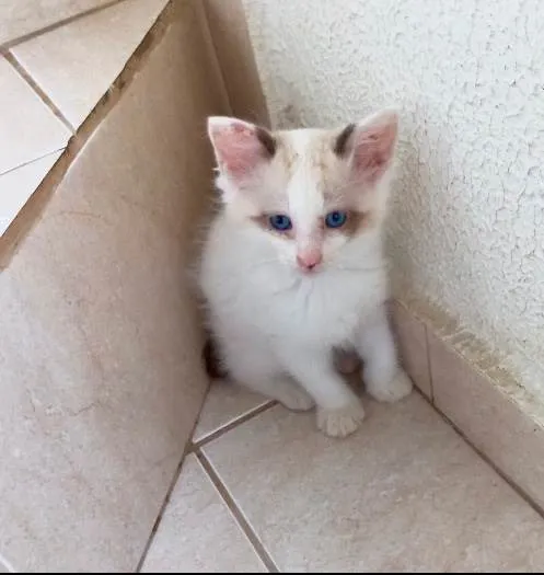 Gato ra a SRD-ViraLata idade 2 a 6 meses nome Pompom bb2meses 