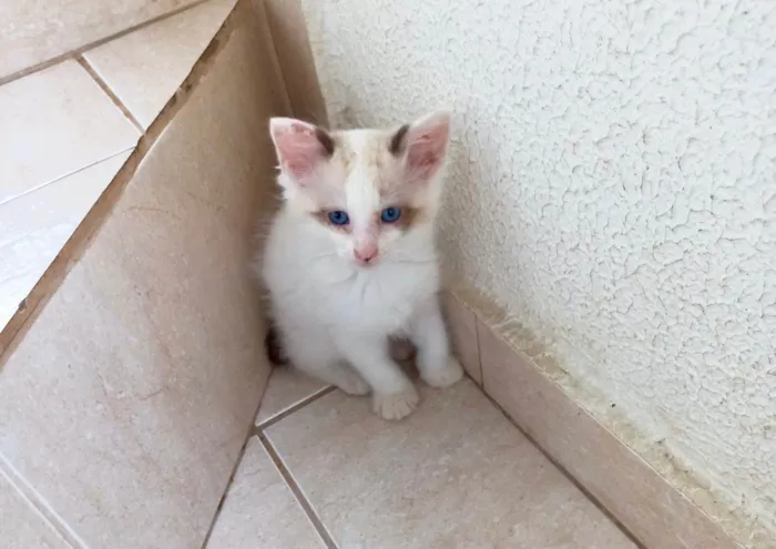 Gato ra a SRD-ViraLata idade 2 a 6 meses nome Pompom bb2meses 