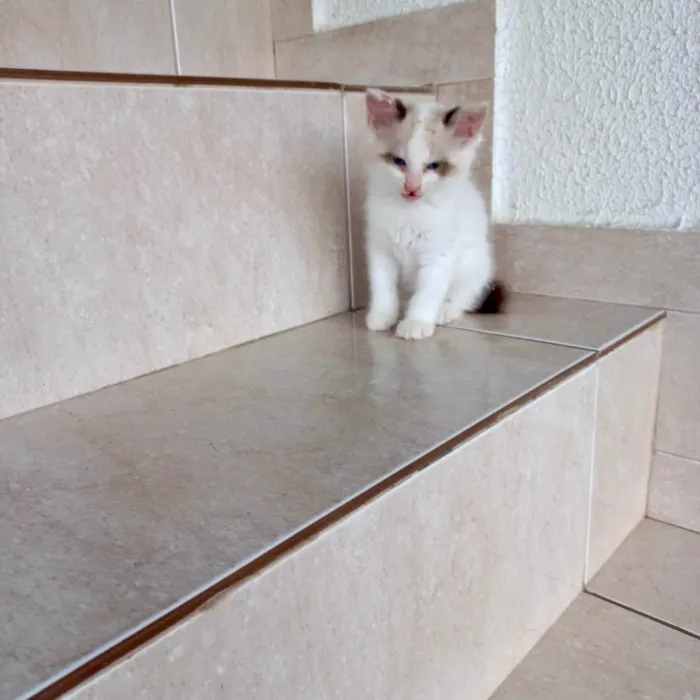 Gato ra a SRD-ViraLata idade 2 a 6 meses nome Pompom bb2meses 
