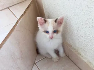 Gato raça SRD-ViraLata idade 2 a 6 meses nome Pompom bb2meses 