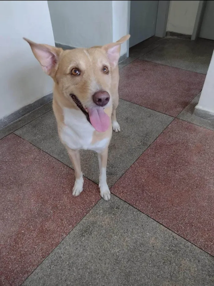 Cachorro ra a SRD-ViraLata idade 7 a 11 meses nome Scoob