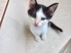 Gato raça SRD-ViraLata idade 2 a 6 meses nome Velvet bb2meses 