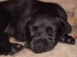 Cachorro raça SRD-ViraLata idade Abaixo de 2 meses nome Belinha