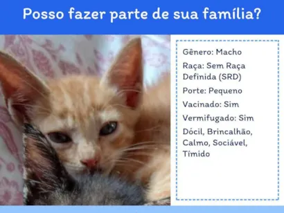 Gato raça SRD-ViraLata idade 2 a 6 meses nome Sem nome