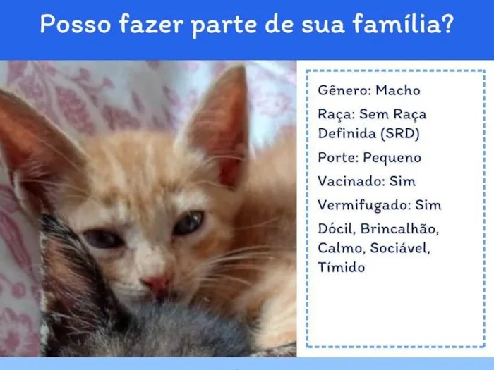 Gato ra a SRD-ViraLata idade 2 a 6 meses nome Sem nome