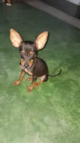 Bibi