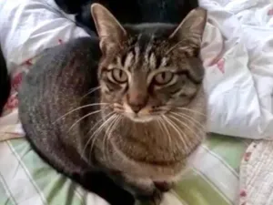 Gato raça SRD-ViraLata idade 2 anos nome Gucci 