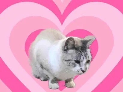 Gato raça SRD-ViraLata idade 1 ano nome Thomas 1aninho 