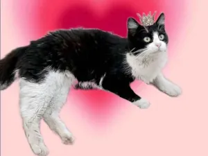 Gato raça SRD-ViraLata idade 7 a 11 meses nome Cacau 11meses pelo longo lindo 