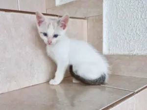 Gato raça SRD-ViraLata idade 2 a 6 meses nome Floquinho bb2meses 