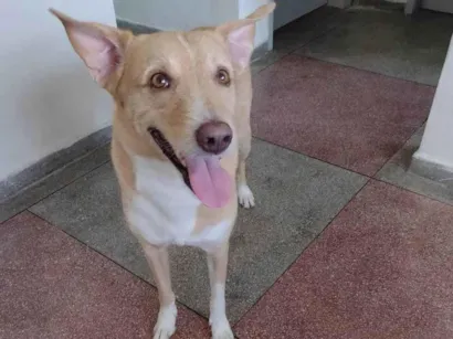 Cachorro raça SRD-ViraLata idade 7 a 11 meses nome Scoob