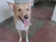 Scoob