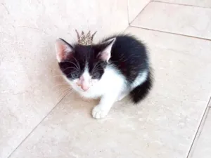 Gato raça SRD-ViraLata idade 2 a 6 meses nome Kawai bb2meses Linda 