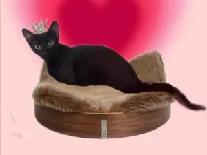 Gato raça SRD-ViraLata idade 2 a 6 meses nome Merlin bb4meses 