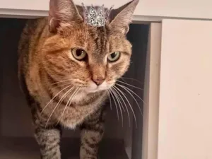 Gato raça SRD-ViraLata idade 7 a 11 meses nome Tita bb10meses 