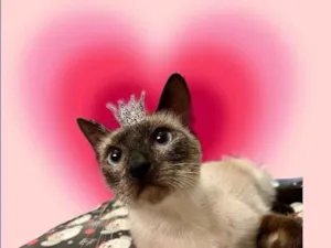 Gato raça Siamês idade 7 a 11 meses nome Cinderela bb9meses