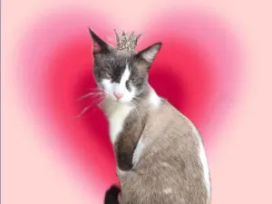 Gato raça Siamês idade 7 a 11 meses nome Erick bb10meses lindo e super bonzinho 