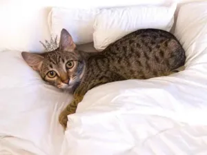 Gato raça SRD-ViraLata idade 2 a 6 meses nome John bb5meses lindo 