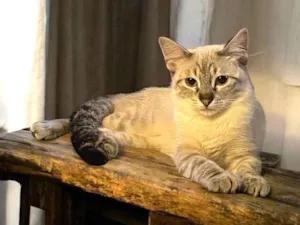 Gato raça SRD-ViraLata idade 2 a 6 meses nome John Snow bb5meses