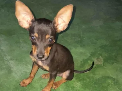 Cachorro raça Pinscher idade 2 a 6 meses nome Bibi