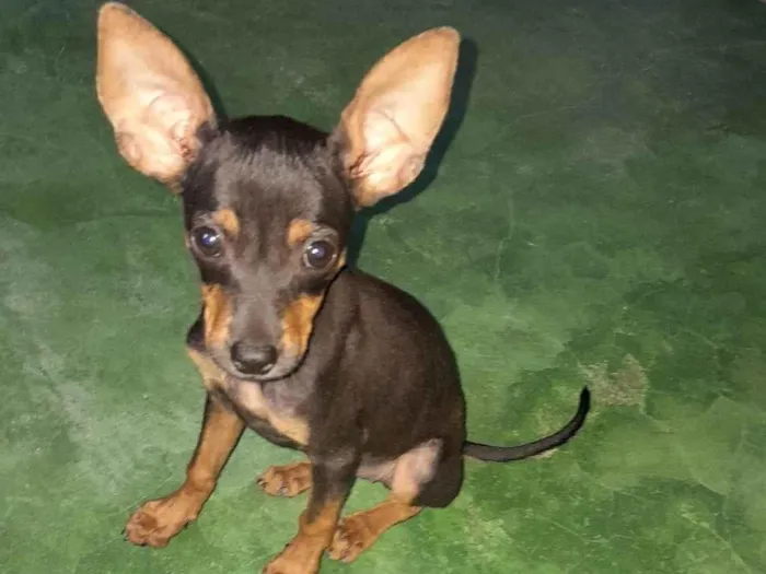 Cachorro ra a Pinscher idade 2 a 6 meses nome Bibi