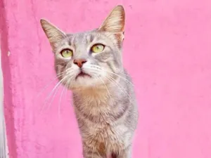 Gato raça SRD-ViraLata idade 2 a 6 meses nome Yoyo bb5meses lindo demais 