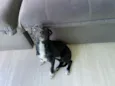 Lua