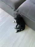 Lua