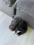 Lua