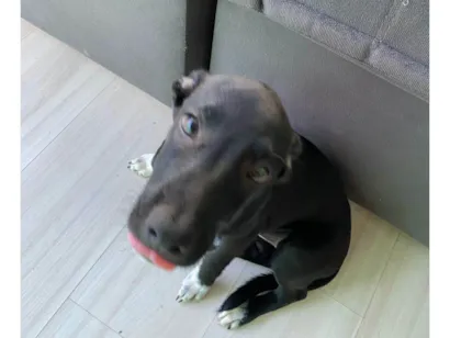 Cachorro raça SRD-ViraLata idade 2 a 6 meses nome Lua