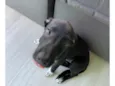 Lua