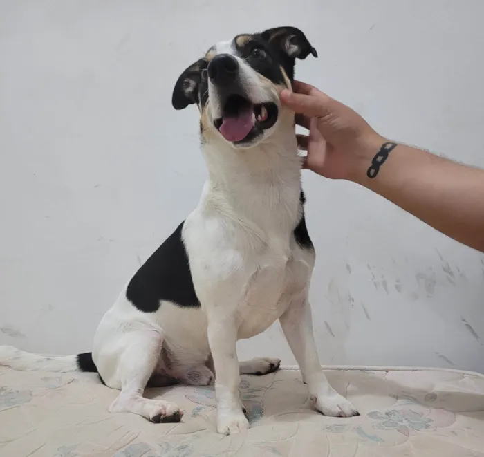 Cachorro ra a SRD-ViraLata idade 5 anos nome Marley